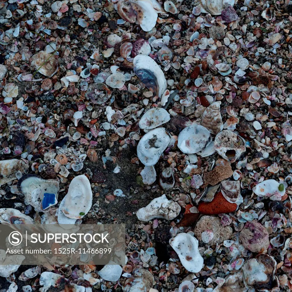 Shells on the beach, Sayulita, Nayarit, Mexico