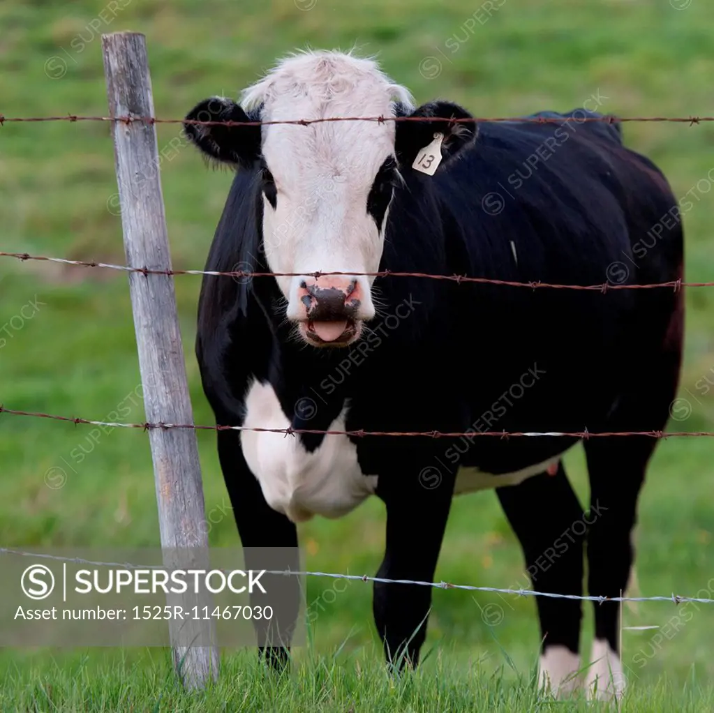 Cow standing behind a fence, Northern Alberta, Alberta, Canada