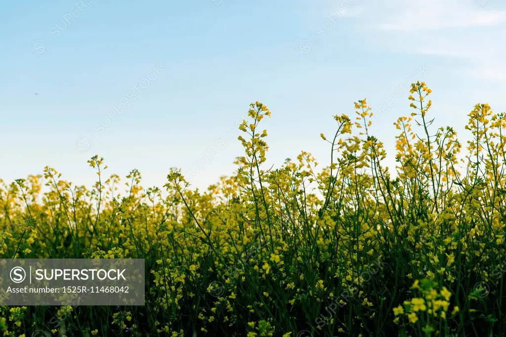 Oilseed rape (Brassica napus) field, Manitoba, Canada