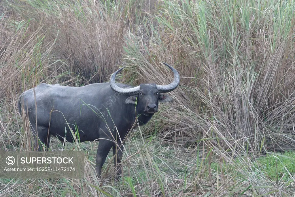 Wild buffalo in tall grass