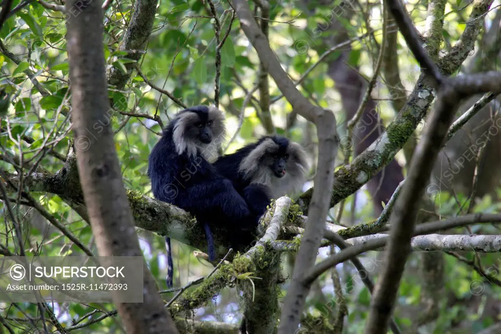 Lion tailed macaques curious