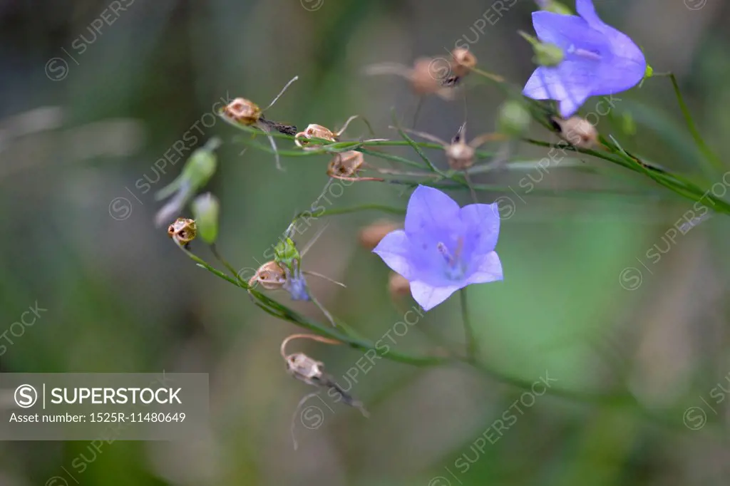 Close-up of wild flowers, Kenora, Lake of The Woods, Ontario, Canada