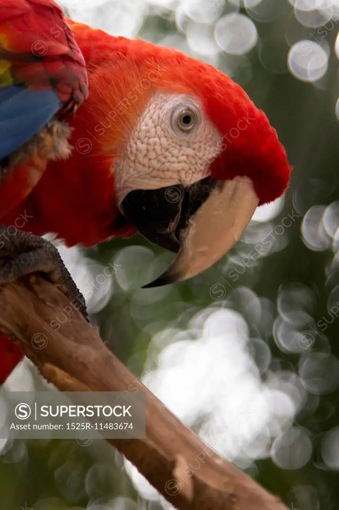 Closeup of a Scarlet Macaw (Ara macao), Macaw Mountain Bird Park, Copan, Copan Ruinas, Copan Department, Honduras