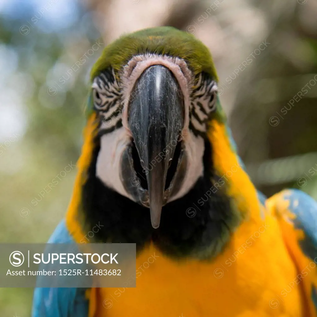 Closeup of a Gold And Blue Macaw (Ara ararauna), Macaw Mountain Bird Park, Copan, Copan Ruinas, Copan Department, Honduras