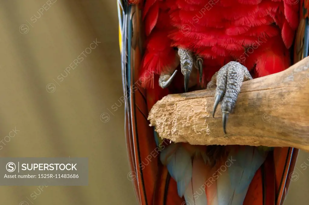 Closeup of a Scarlet Macaw (Ara macao), Macaw Mountain Bird Park, Copan, Copan Ruinas, Copan Department, Honduras