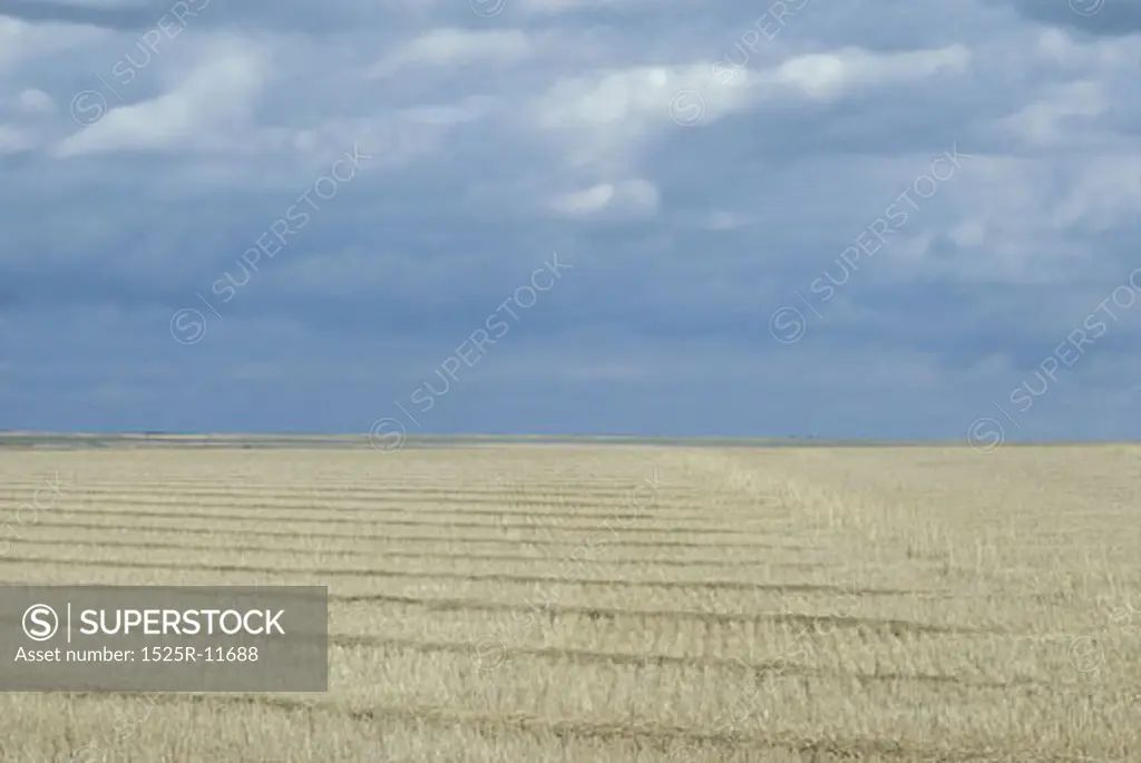 Wheat field under sky 