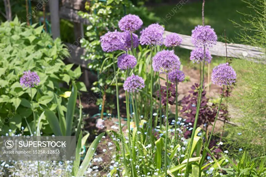 Purple chive flowers in garden