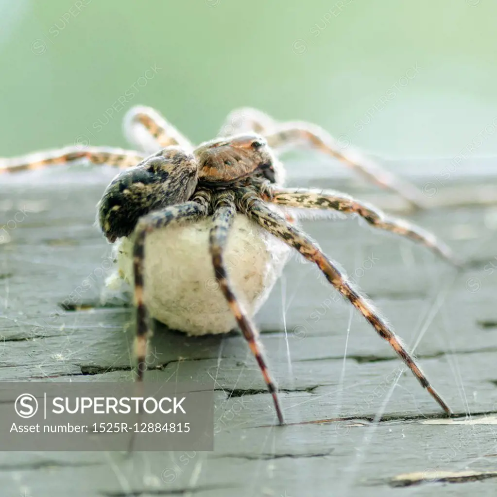 Close-up of a spider, Lake Of The Woods, Ontario, Canada