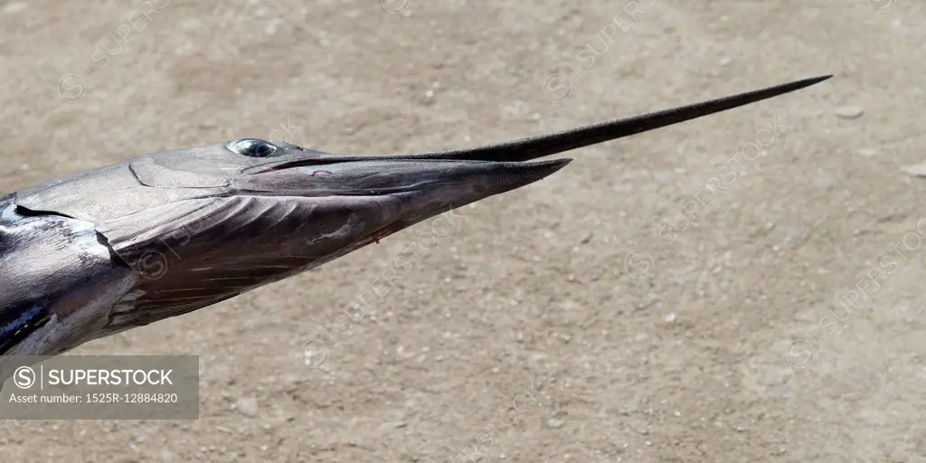 Close-up of a swordfish, Zihuatanejo, Guerrero, Mexico