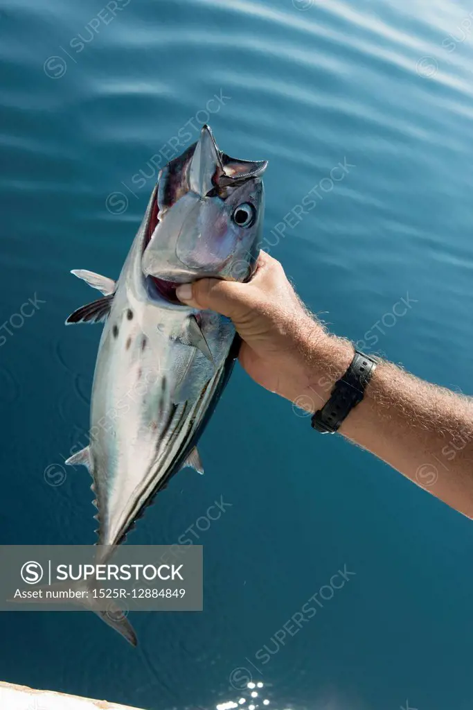Close-up of hand holding a fish, Ixtapa, Zihuatanejo, Guerrero, Mexico