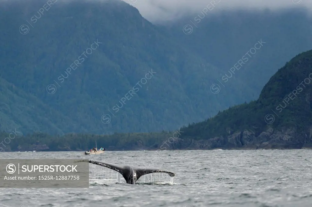 Whale&rsquo;s tail in the Pacific Ocean, Skeena-Queen Charlotte Regional District, Haida Gwaii, Graham Island, British Columbia, Canada