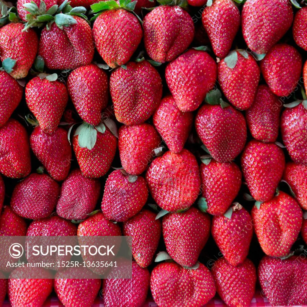 Rows of Strawberries for sale at market stall, Arcos de San Miguel, San Miguel de Allende, Guanajuato, Mexico