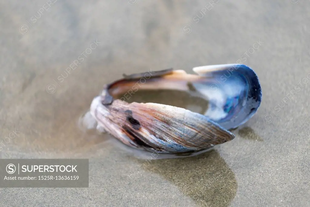 Seashell on sand, Pacific Rim National Park Reserve, British Columbia, Canada