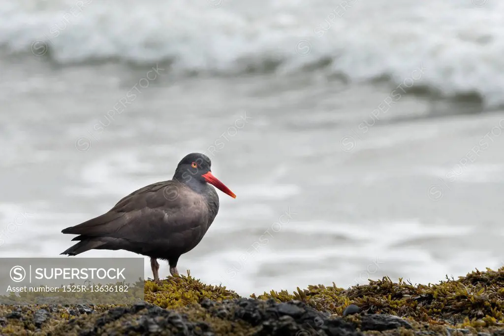 Bird along coastline, Pacific Rim National Park Reserve, British Columbia, Canada