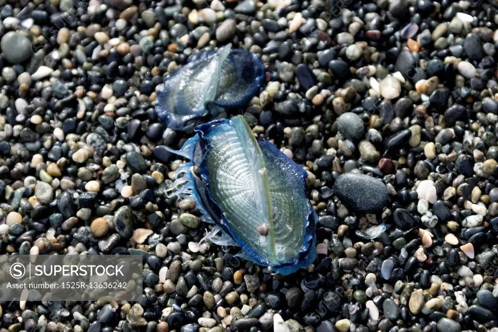 Seashell on pebbles, Pacific Rim National Park Reserve, Tofino, Vancouver Island, British Columbia, Canada