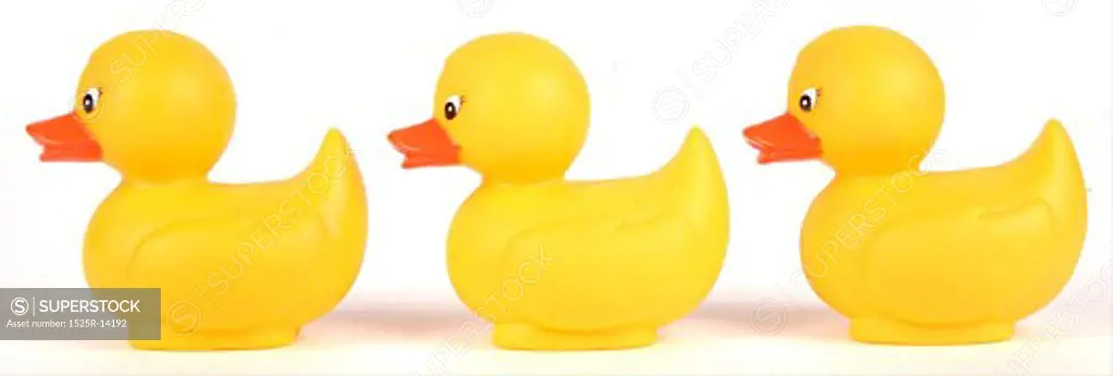 Yellow ducks in a row 