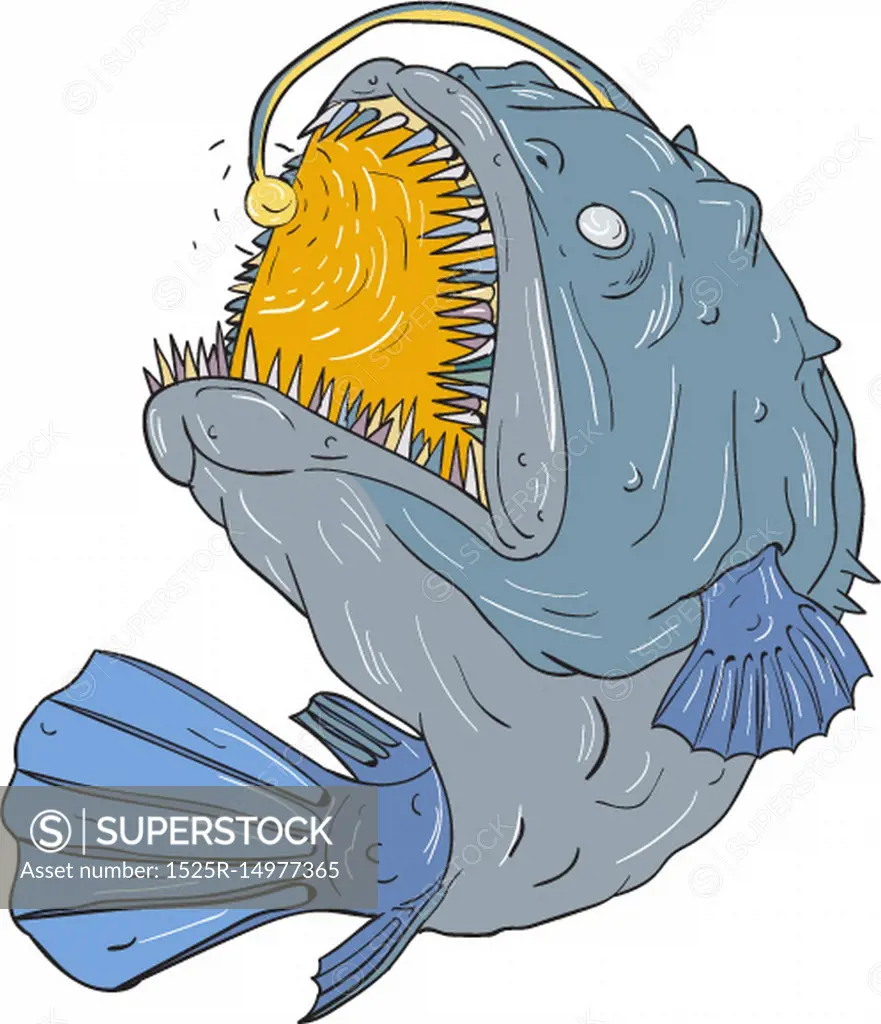 Drawing sketch style illustration of an Anglerfish of teleost order  Lophiiformes that are bony fish named for their characteristic mode of  predation, which a fleshy growth from fish's head (the esca or