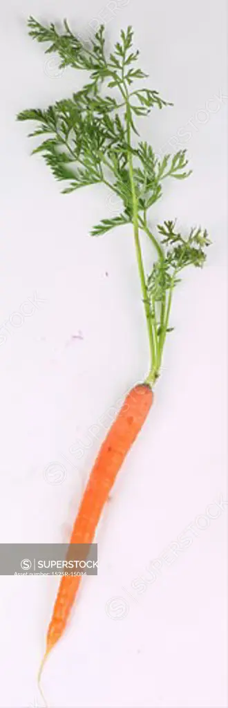 single carrot 