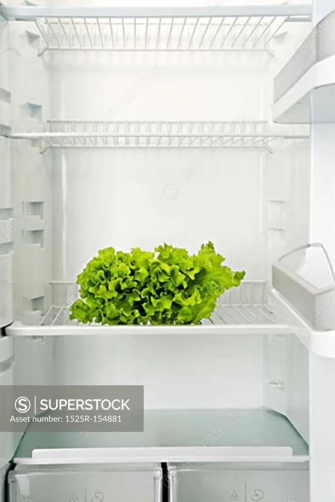 The bunch of green fresh salad lays in an empty refrigeratorThe bunch of green fresh salad lays in an empty refrigerator