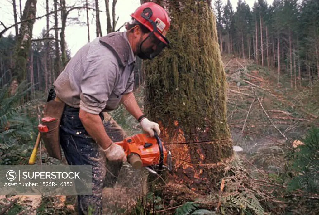 A lumberjack felling a tree with a chain saw