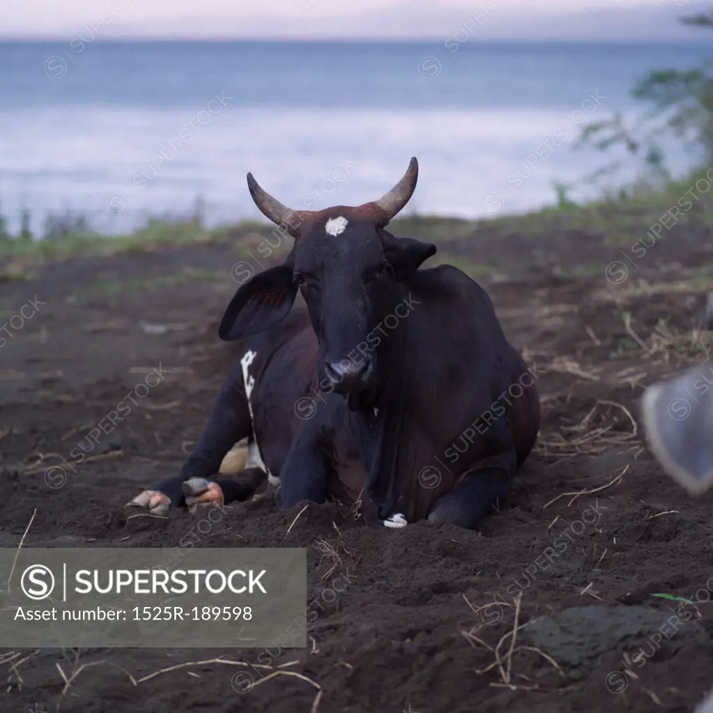 Bull in Costa Rica