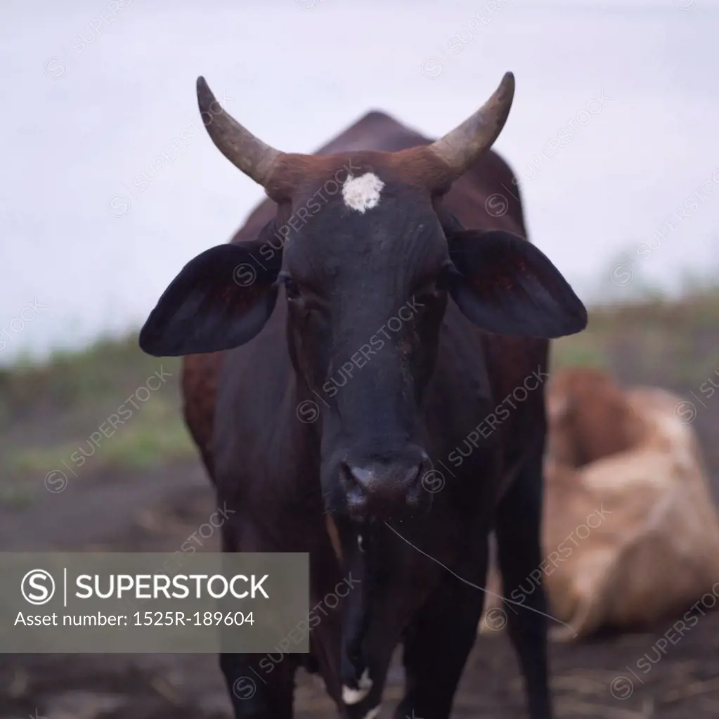 Bull with horns