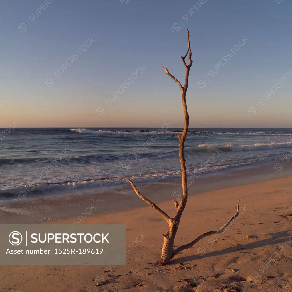 Bare tree trunk on Costa Rican beach