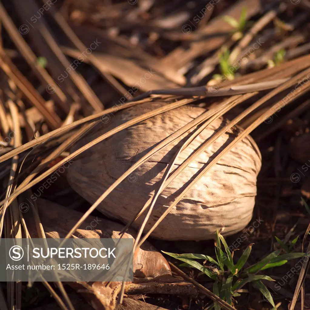 Coconut on the ground in Costa Rican