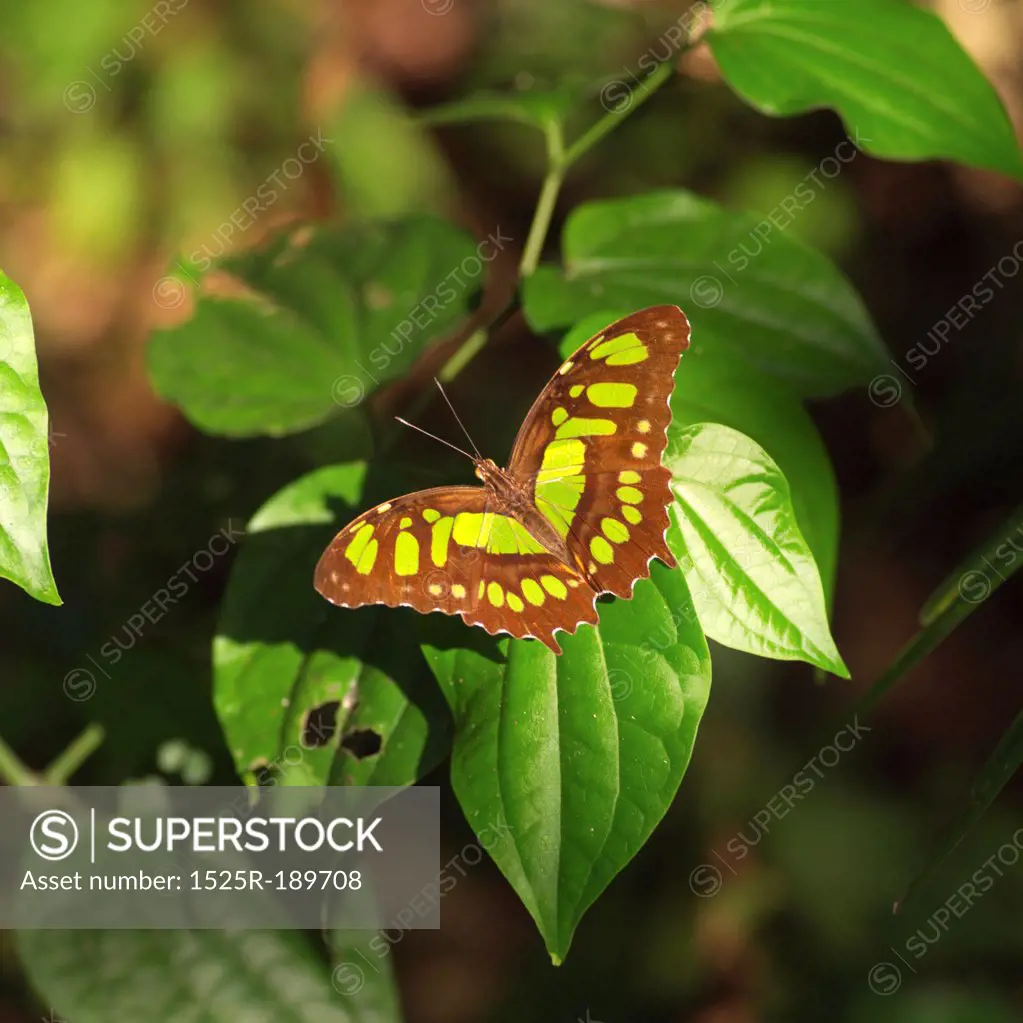 Butterfly resting on a leaf