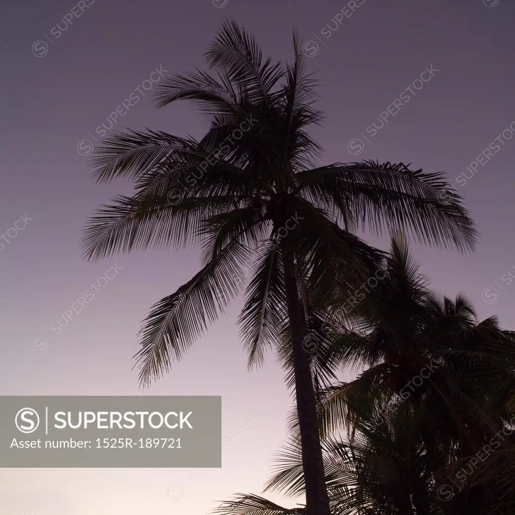 Palm trees in Coast Rica
