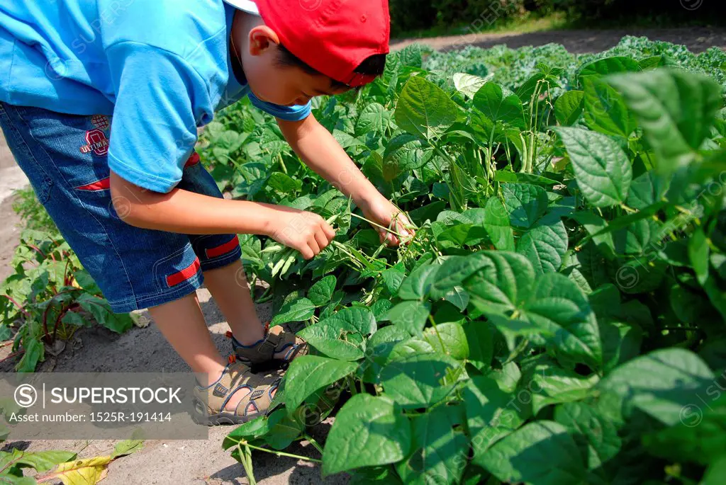 Young boy gardening