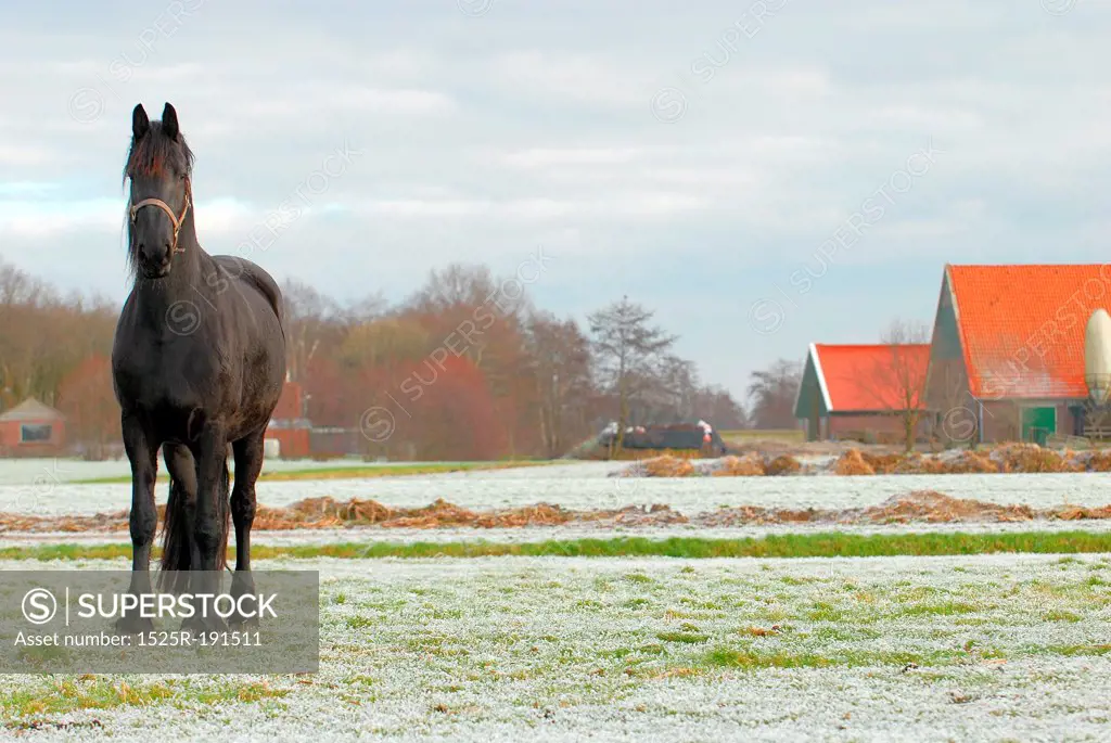 Front view of horse in wintery field