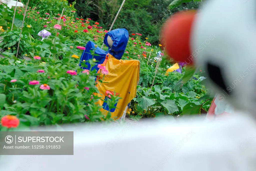 Scarecrows in garden