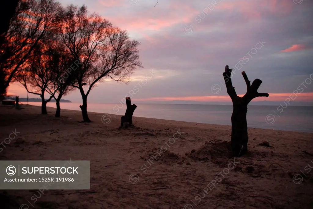 standalone barren tree on beach, sunset