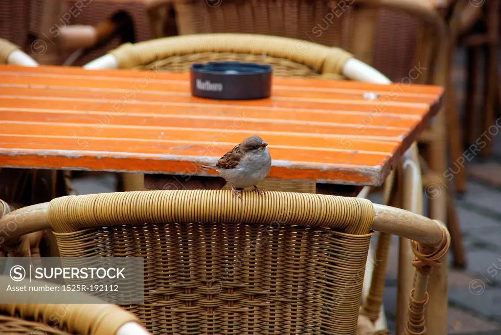 Robin bird perched on cafe chair