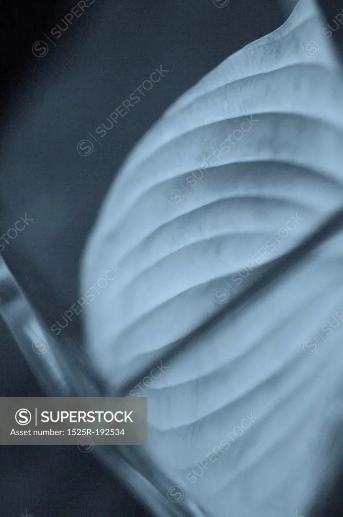 Close-up of leaf in vase.