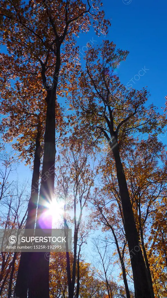 Inspirational sunburst shining through fall foliage.