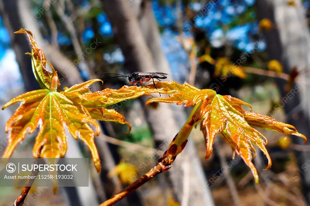 Insect perched on sprouting spring maple leaves.