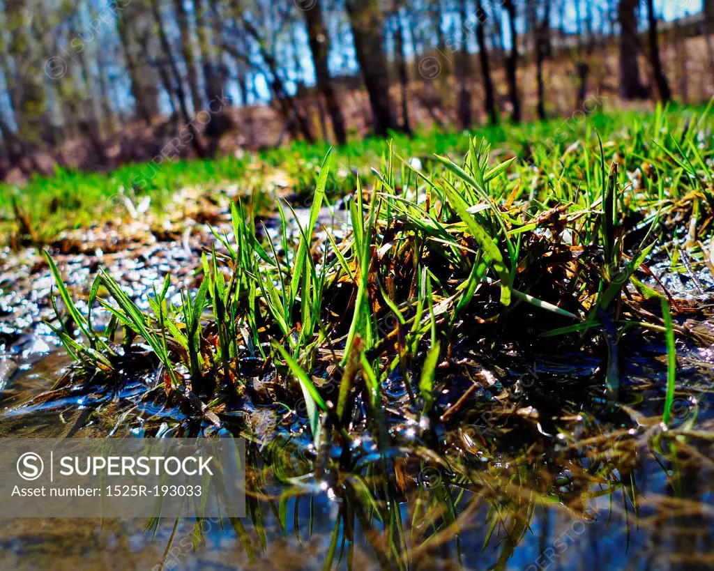 Sprouting green grass in Spring.