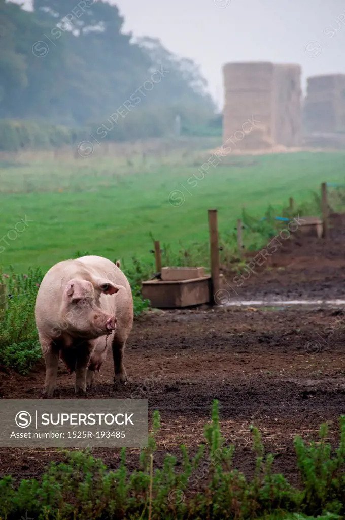 Pigs in the countryside