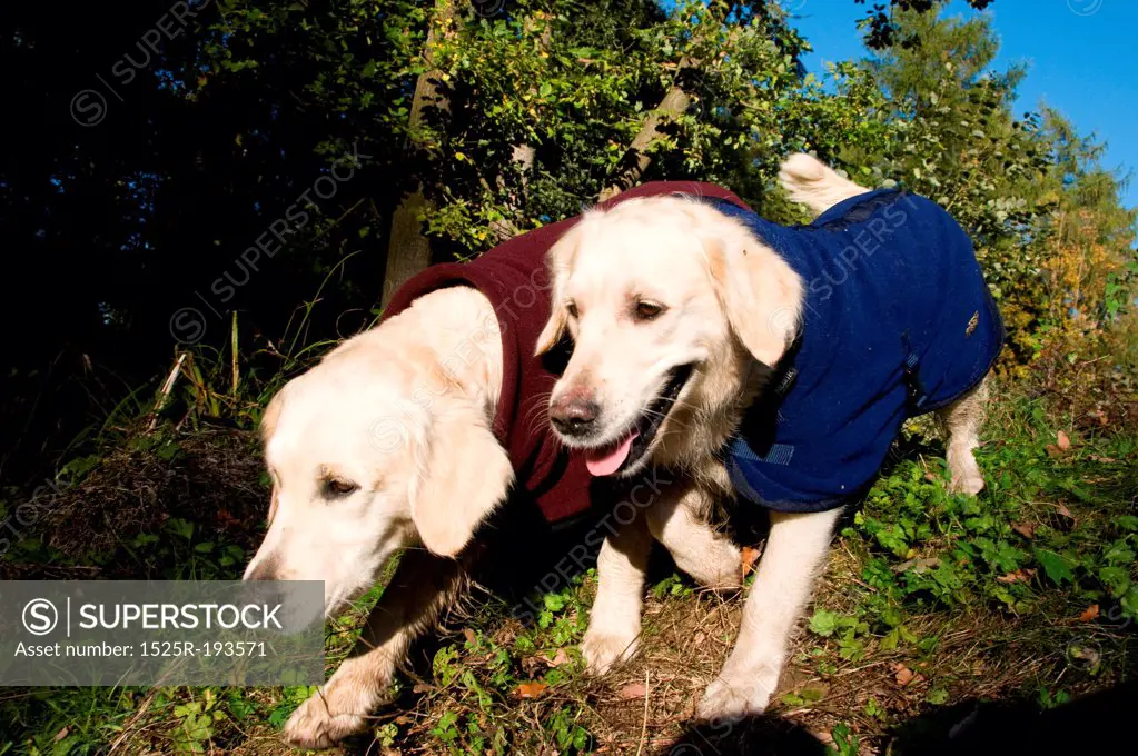 Dogs in their coats
