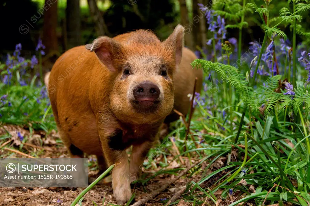 A pig in the woods
