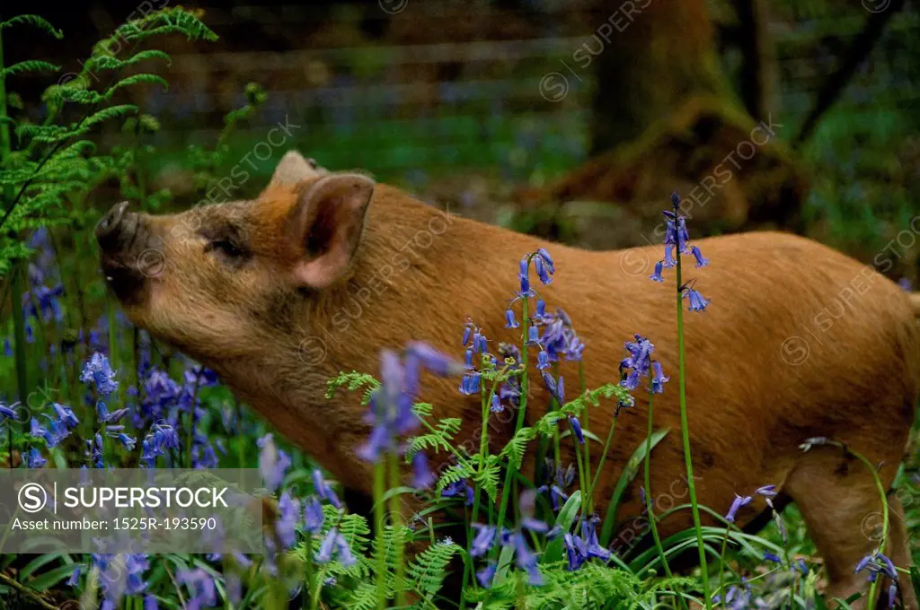 A pig in the woods