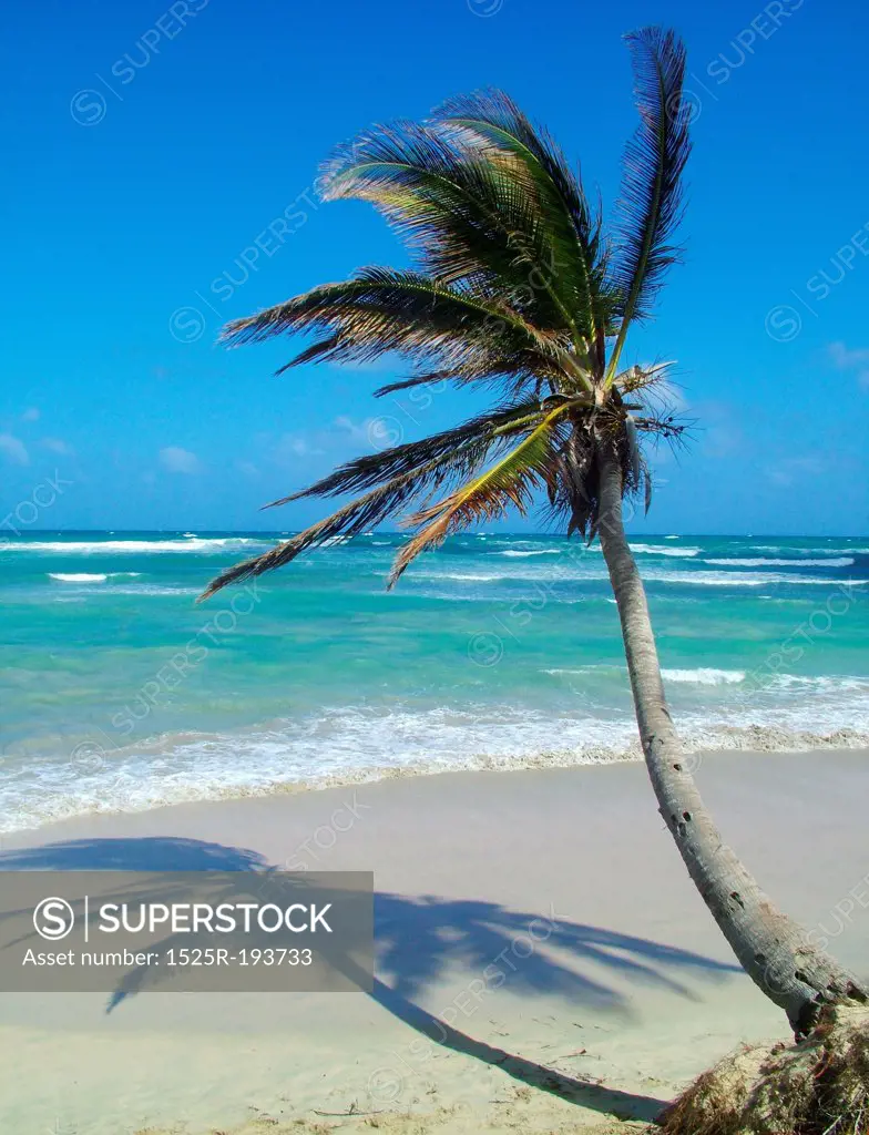 Palm tree beside beautiful beach.