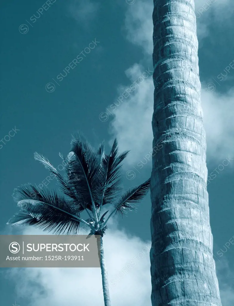 Caribbean palm tree and trunk.
