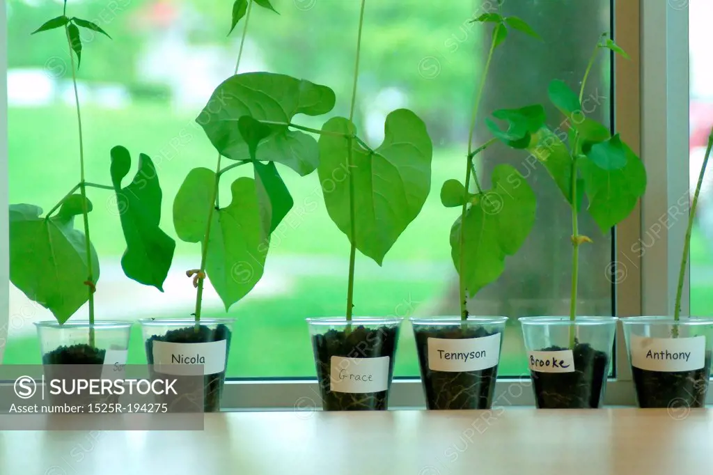 Growing bean plants in school classroom.