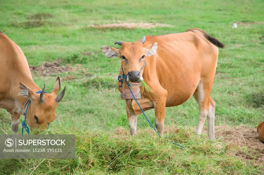 Cattle grazing in Bali