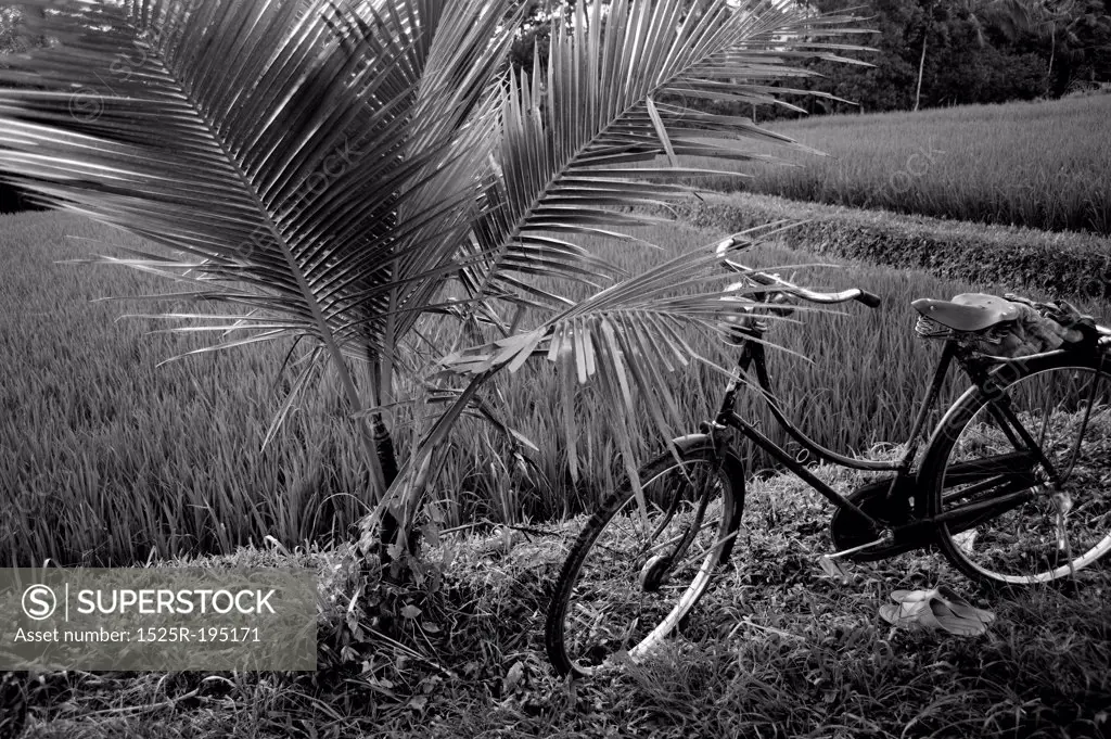 Bicycle in a field in Bali