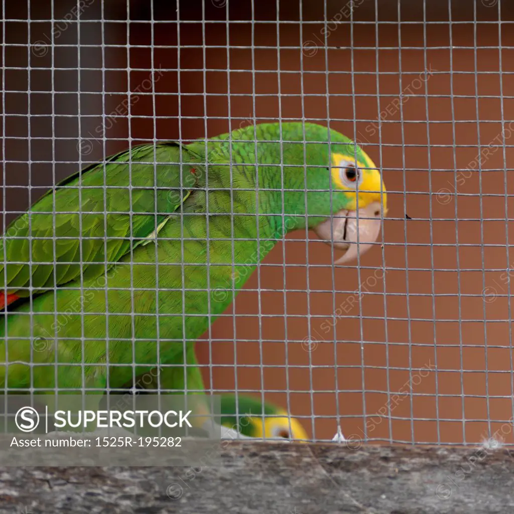 Placencia, Parrot