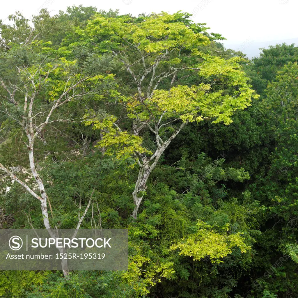 Xunantunich, Jungle